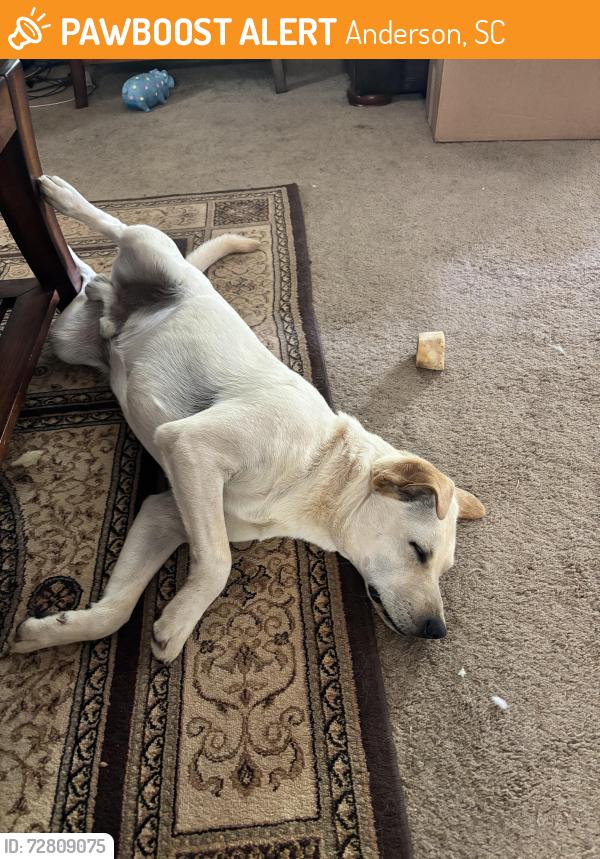 Found/Stray Male Dog last seen Near Haynie Park Broadway Lake Rd., Anderson, SC 29621