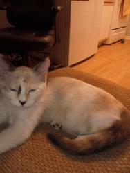 Lost Female Cat last seen Charles and marion, Saint Paul, MN 55103