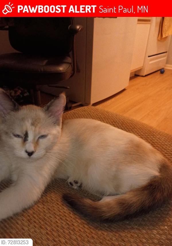 Lost Female Cat last seen Charles and marion, Saint Paul, MN 55103