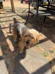 Found/Stray Male Dog last seen CVS on Old Buncombe , Greenville, SC 29609