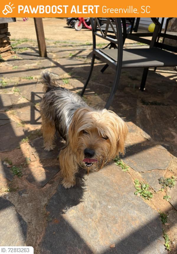 Found/Stray Male Dog last seen CVS on Old Buncombe , Greenville, SC 29609