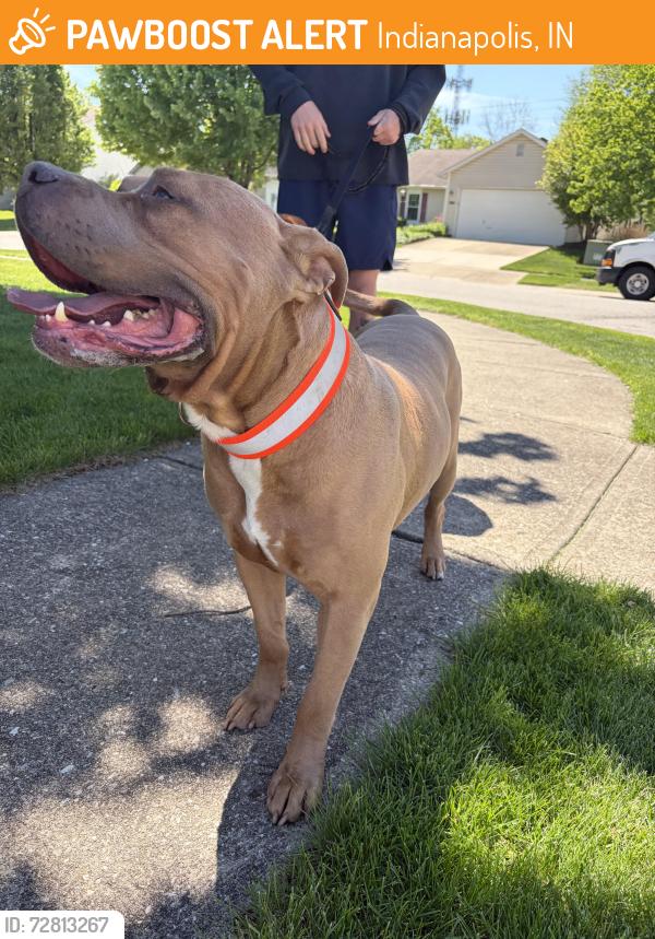Found/Stray Male Dog last seen Falcon Lake Neighborhood , Indianapolis, IN 46254
