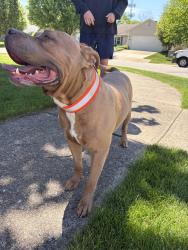 Found/Stray Male Dog last seen Falcon Lake Neighborhood , Indianapolis, IN 46254