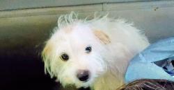 Lost Male Dog last seen Valentines and Shaw, Fresno, CA 93722