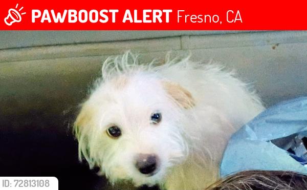 Lost Male Dog last seen Valentines and Shaw, Fresno, CA 93722