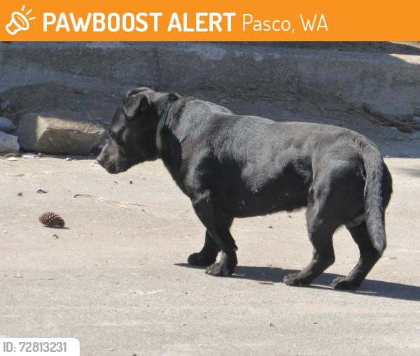Found/Stray Male Dog last seen Between Nixon & Park Streets, Pasco, WA 99301