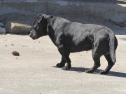 Found/Stray Male Dog last seen Between Nixon & Park Streets, Pasco, WA 99301