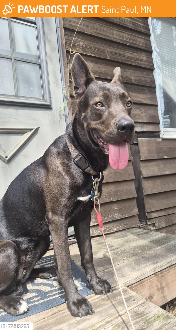 Found/Stray Female Dog last seen West 7th and Saint Claire st., Saint Paul, MN 55102