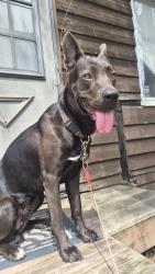 Found/Stray Female Dog last seen West 7th and Saint Claire st., Saint Paul, MN 55102