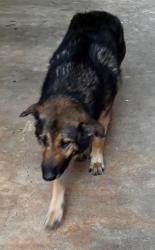 Found/Stray Male Dog last seen North May, Oklahoma City, OK 73112