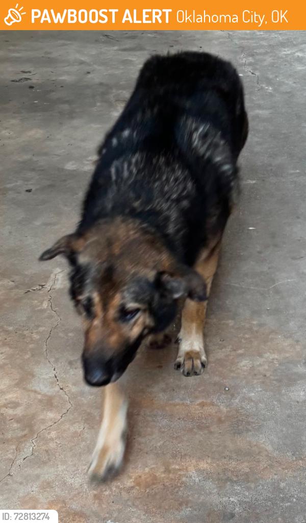 Found/Stray Male Dog last seen North May, Oklahoma City, OK 73112