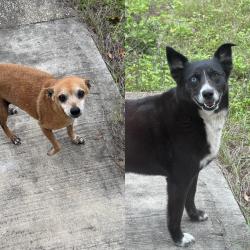 Lost Unknown Dog last seen Freeway 281/410, San Antonio, TX 78216