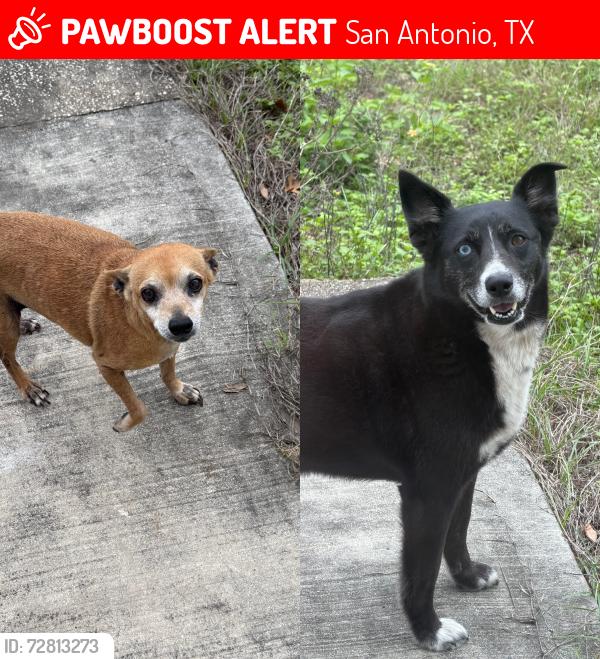 Lost Unknown Dog last seen Freeway 281/410, San Antonio, TX 78216