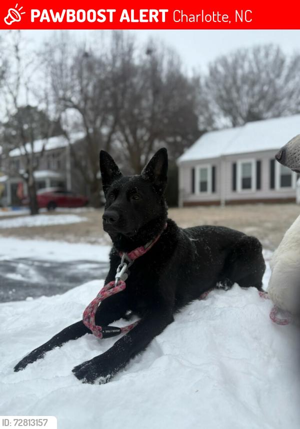 Lost Female Dog last seen Gamesford, Charlotte, NC 28277