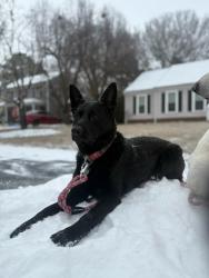 Lost Female Dog last seen Gamesford, Charlotte, NC 28277