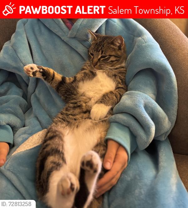 Lost Male Cat last seen 95th and hydraulic , Salem Township, KS 67060