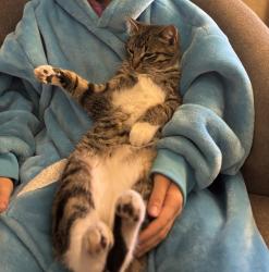 Lost Male Cat last seen 95th and hydraulic , Salem Township, KS 67060