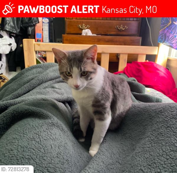 Lost Male Cat last seen E 29th St, Prospect Ave, and Benton Blvd, Kansas City, MO 64128
