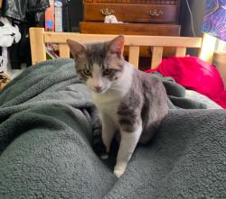 Lost Male Cat last seen E 29th St, Prospect Ave, and Benton Blvd, Kansas City, MO 64128