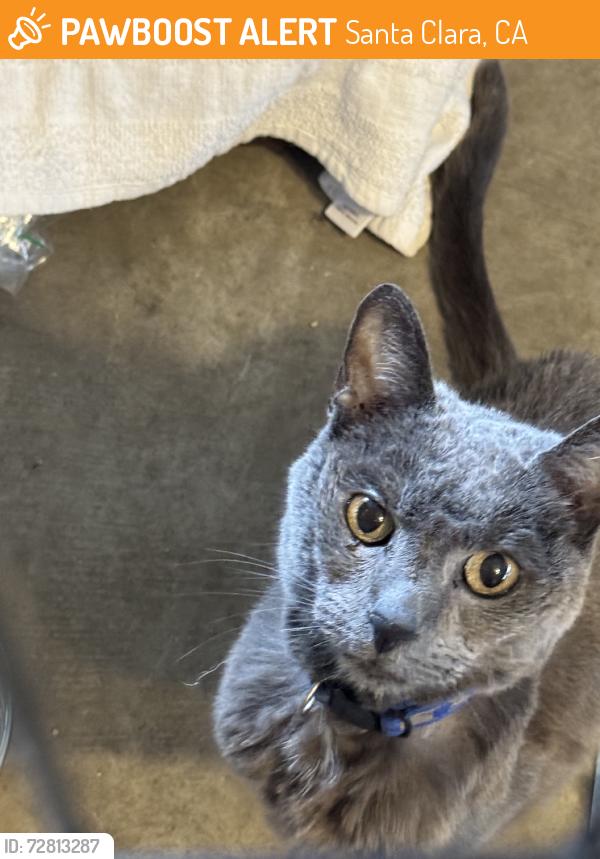Found/Stray Female Cat last seen Stevens creek and lawrence, Santa Clara, CA 95051