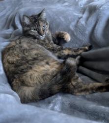Lost Female Cat last seen Yale & Wadsworth , Denver, CO 80227