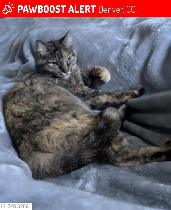 Lost Female Cat last seen Yale & Wadsworth , Denver, CO 80227