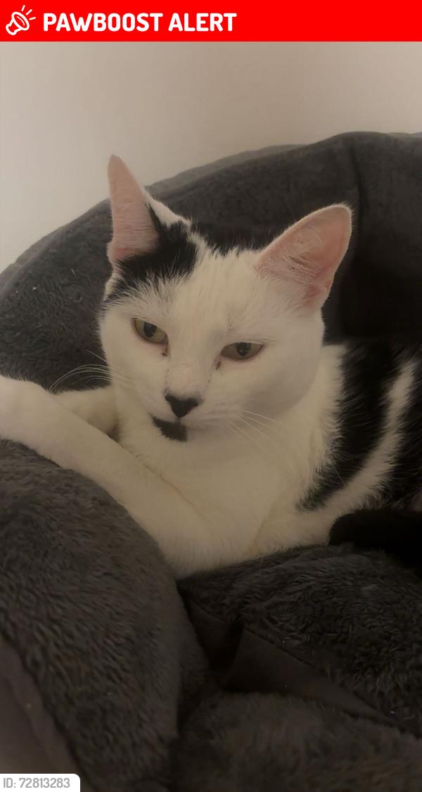 Lost Female Cat last seen near greenway ossett, West Yorkshire, England WF5 8JF