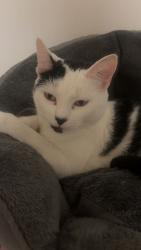 Lost Female Cat last seen near greenway ossett , West Yorkshire, England WF5 8JF