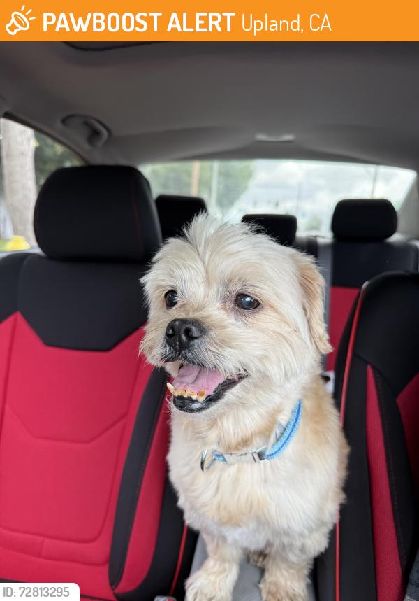 Found/Stray Unknown Dog last seen Benson and 11th, Upland, CA 91786