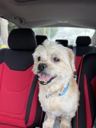 Found/Stray Unknown Dog last seen Benson and 11th, Upland, CA 91786