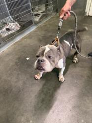 Shelter Stray Female Dog last seen , Los Angeles, CA 90047
