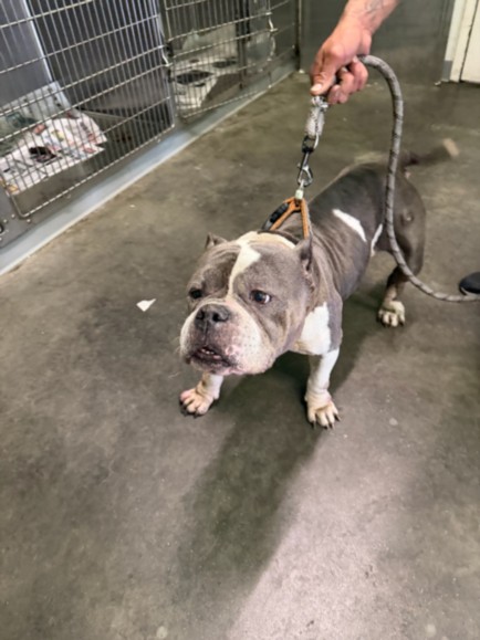 Shelter Stray Female Dog last seen , Los Angeles, CA 90047