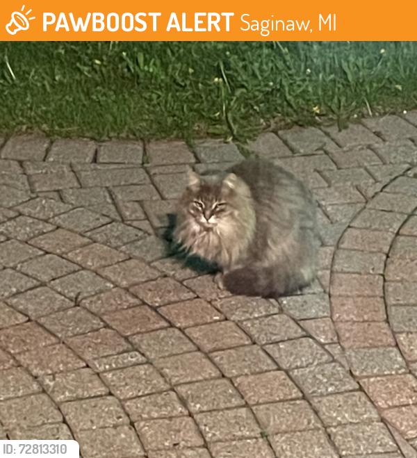 Found/Stray Unknown Cat last seen Weiss St., Saginaw, MI 48603
