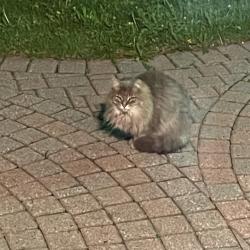 Found/Stray Unknown Cat last seen Weiss St., Saginaw, MI 48603