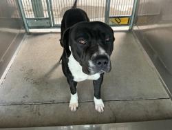 Shelter Stray Male Dog last seen E FRONT RD X HIGHLAND AVE, San Bernardino, CA 92401