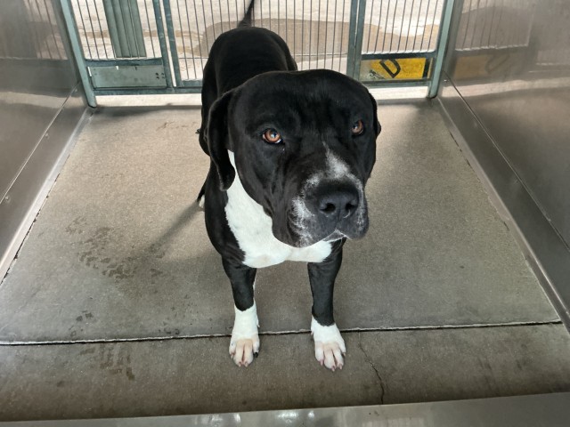 Shelter Stray Male Dog last seen E FRONT RD X HIGHLAND AVE, San Bernardino, CA 92401