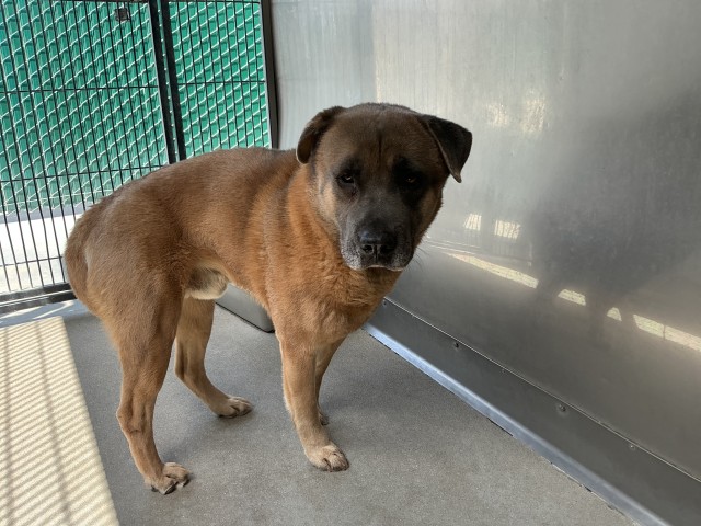 Shelter Stray Male Dog last seen COOLEY AND RICHARDSON, San Bernardino, CA 92401