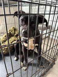 Found/Stray Female Dog last seen Old Percival Rd, Columbia, SC 29223