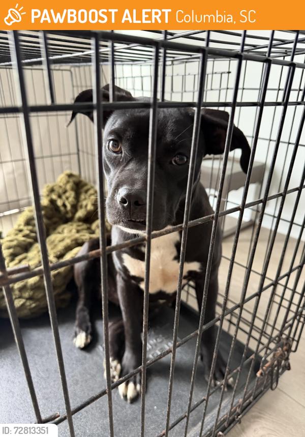 Found/Stray Female Dog last seen Old Percival Rd, Columbia, SC 29223