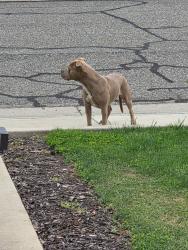 Found/Stray Female Dog last seen S Divisadero and W Laurel Ave, Visalia, CA 93277