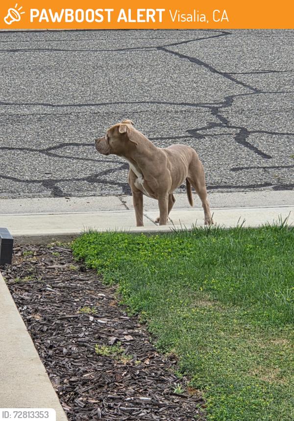 Found/Stray Female Dog last seen S Divisadero and W Laurel Ave, Visalia, CA 93277
