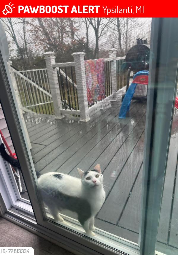 Lost Male Cat last seen Textile and Tuttle Hill, Ypsilanti, MI 48197