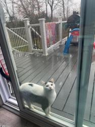 Lost Male Cat last seen Textile and Tuttle Hill, Ypsilanti, MI 48197