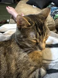 Reunited Female Cat last seen Marshall Drive, Maureen Drive, Cranberry Township, PA 16066