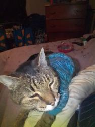 Lost Female Cat last seen Light pink rd, Louisville, TN 37777