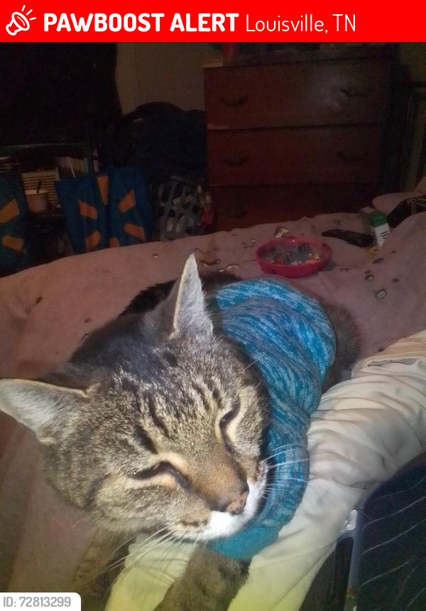 Lost Female Cat last seen Light pink rd, Louisville, TN 37777