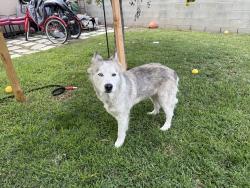 Found/Stray Female Dog last seen The Green Leaf Thai Restaurant , Whittier, CA 90602