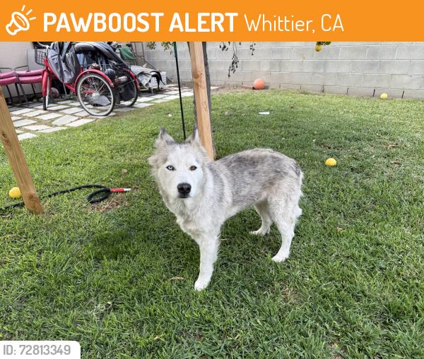 Found/Stray Female Dog last seen The Green Leaf Thai Restaurant , Whittier, CA 90602