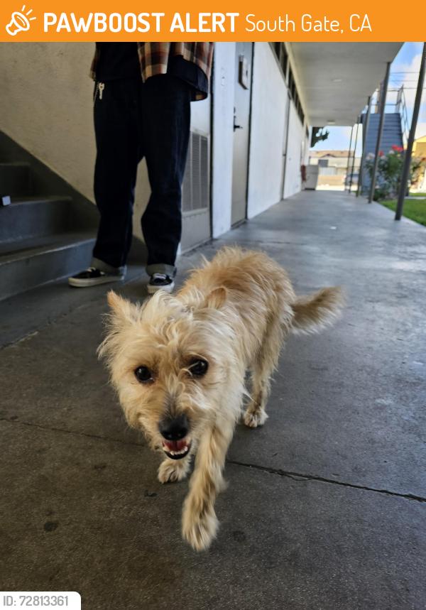 Found/Stray Male Dog last seen State street and Missouri st , South Gate, CA 90280
