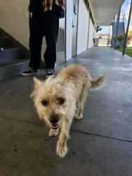 Found/Stray Male Dog last seen State street and Missouri st , South Gate, CA 90280